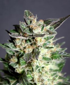Diesel Glue - 5PACK