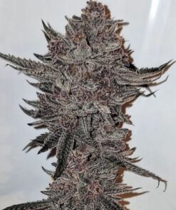 Divine Queen - 11-pack