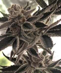 Do-Si-Dos Zkittlez - 6PACK
