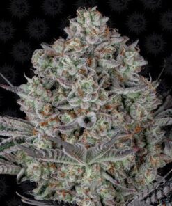 Dos-si-dos 33 - 3-pack