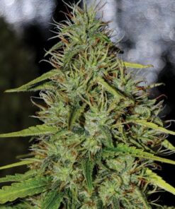 Double Black - 5-pack