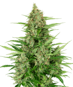 Double Kush Cake Auto