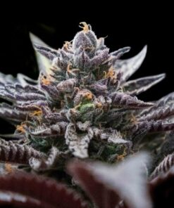 Double Stuffed Sorbet - 5pack