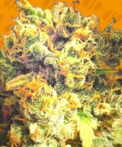 Dr Bruce Banner CBD - 3-pack