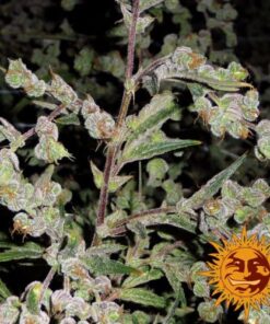 Dr Grinspoon - 5PACK