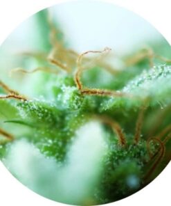 Dr Tao Sativa - 5PACK