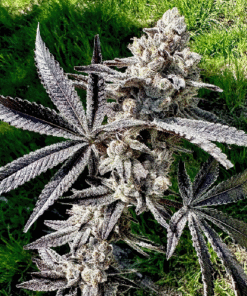 Drippin’ Aint Eazy - 6-pack