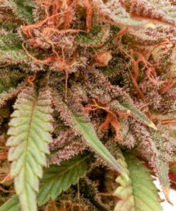 Durban Dew