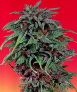Durban Poison