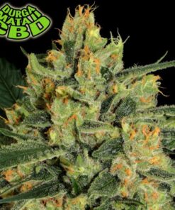 Durga Mata II CBD