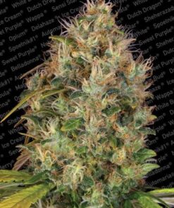 Dutch Kush