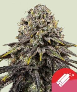 Dynamite Diesel - RQS x Tyson 2.0