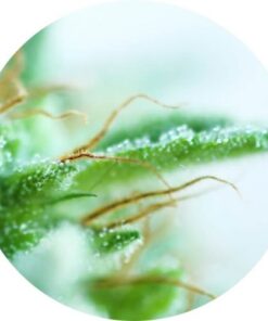 Early Sativa - 5PACK