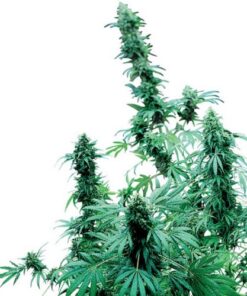 Early Skunk