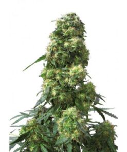 Early Skunk Auto
