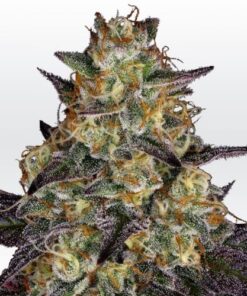 El Dorado OG