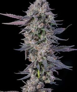 El Valle Haze - 5-pack