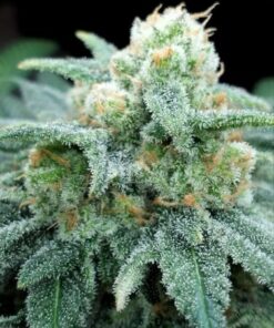 Electric Koolaid - 5-pack