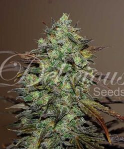 Eleven Roses - 5-pack