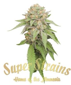 Enemy of the State - 5PACK