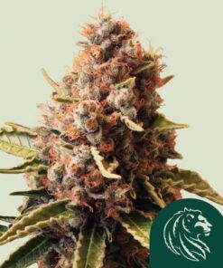Euphoria CBD
