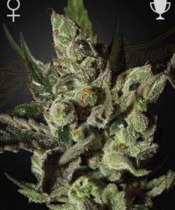 Exodus Cheese - 5PACK