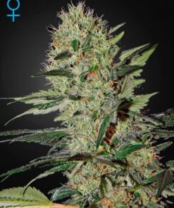 Exodus Cheese Autoflowering - 5PACK