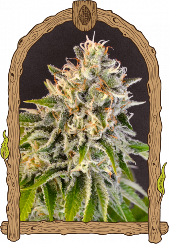 Exotic Biscotti - 5-pack