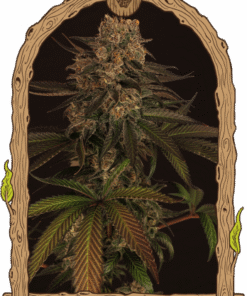 Exotic Colours - 5PACK