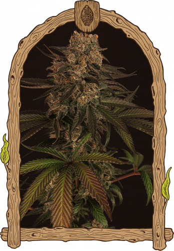 Exotic Colours - 5PACK