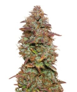 Exotic Purple Auto