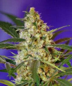 Fast Bud #2 Auto