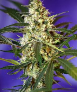 Fast Bud Auto - 5-pack