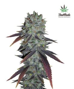 Fastberry Auto - 5PACK
