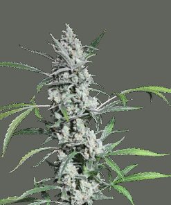 Fat Pete Cookies (auto) - 5-pack