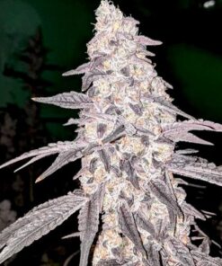 Flo Dough