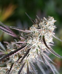 Florida Gaspack - 5-pack