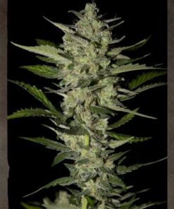 Flowerbomb Kush - 5PACK