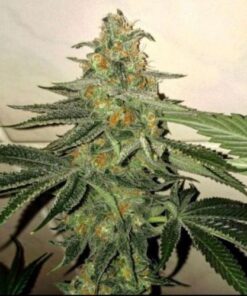 Forbidden Fruit Cake - 6-pack