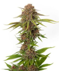 Forbidden Passionfruit