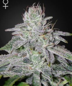 Franco's Lemon Cheese - 5PACK
