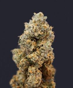 French Macaron - 5PACK