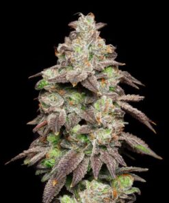 Fried Banana - 3-pack