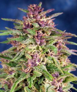 Frisian Dew