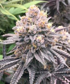 Fritter Delight - 6-pack