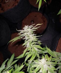 Fromage Blue - 5PACK