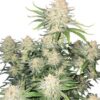 Frostbanger Auto