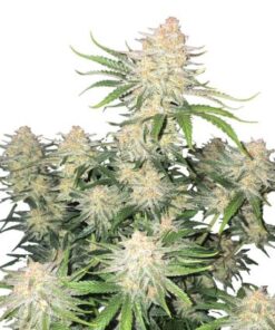 Frostbanger Auto
