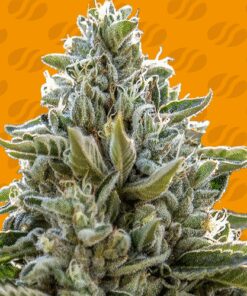 Frosted Guava - 5-pack