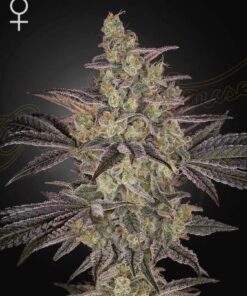 Frosted Guava Auto - 5-pack